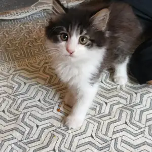 Котенок, Душанбе