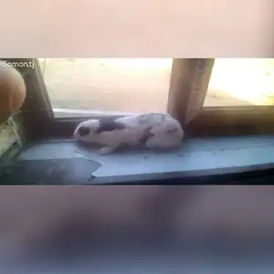 Харгуши мода, Вахдат
