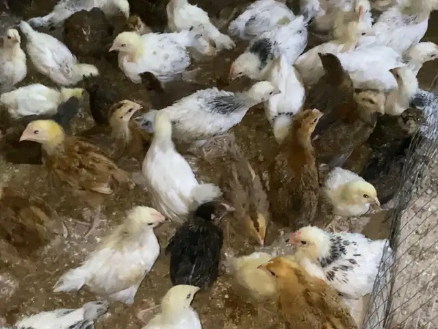 Ломан Брама гермаски ва риябушка, Абдурахмони Джоми