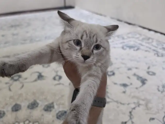 Кошечка, Шахринав