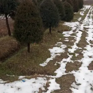 Мажавелник, Душанбе
