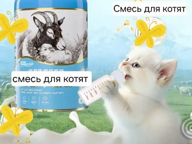 Козье молоко для котят, Хуҷанд