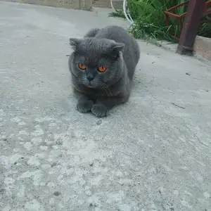 Шотландская кошка, Гиссар
