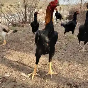 Тухми дакан, Душанбе