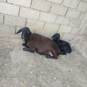 Гуспанди оча бача, Гиссар