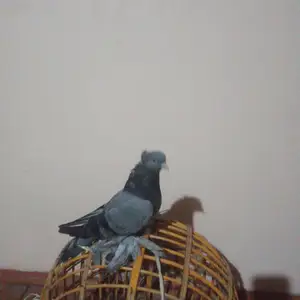 Кафтар, Исфара