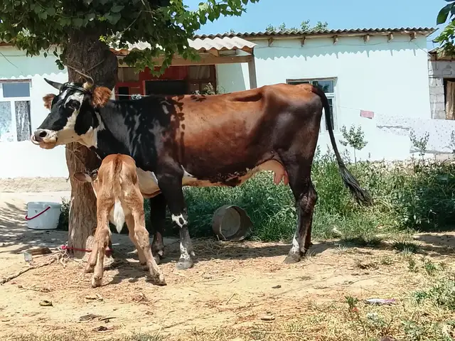Гов, Бохтар (Курган-Тюбе)