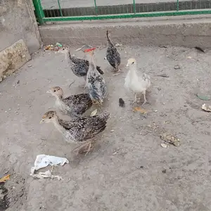 Индук чуҷа, Душанбе