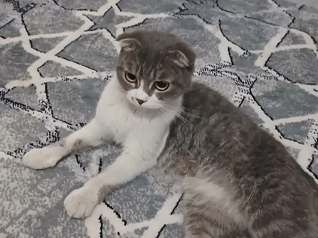 Шотландская кошка, Душанбе