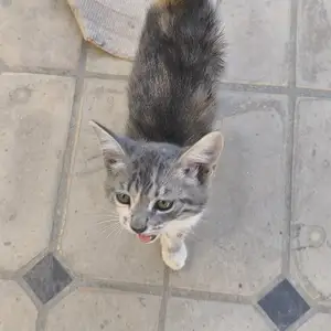 Котенок, Хуҷанд