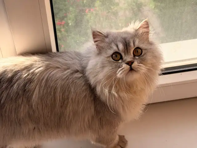 Потерялся кот, Душанбе