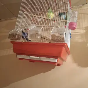 Попугай, Душанбе