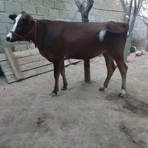 ғноҷин, Ваҳдат