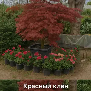Красный Клëн, Душанбе