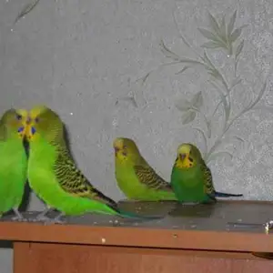 Попугай, Душанбе