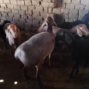 Гусфанд, Истаравшан