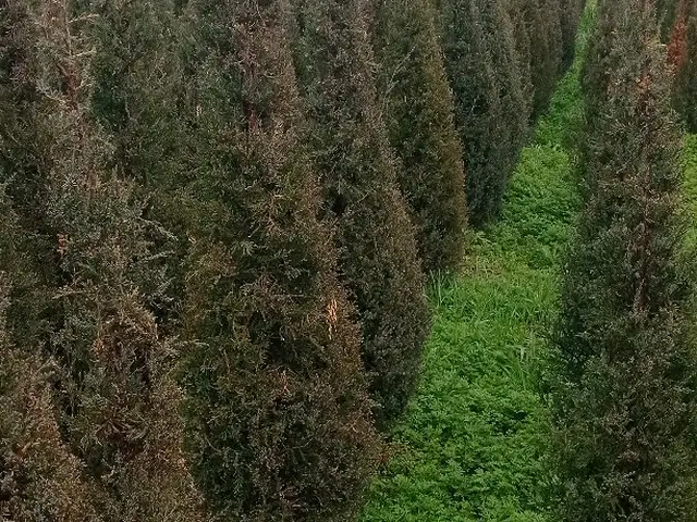 Можжевельник, Хуҷанд