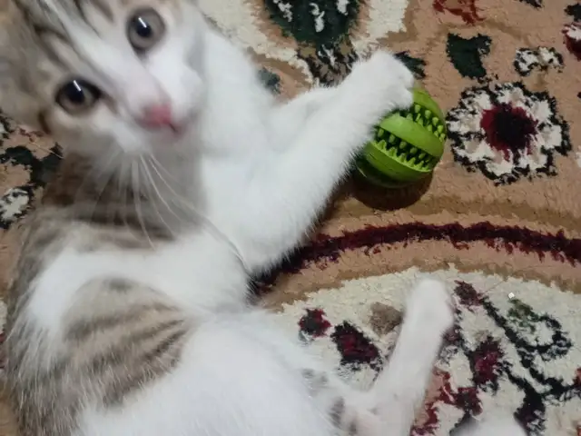 Кошечка, Душанбе