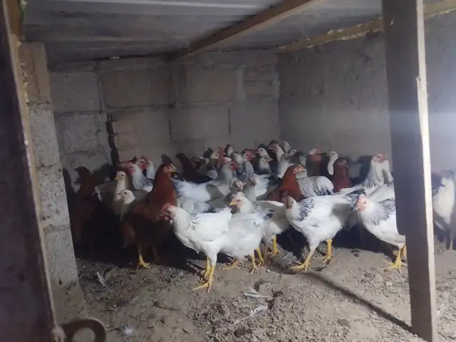 Чуҷаҳои рябушка, Ваҳдат