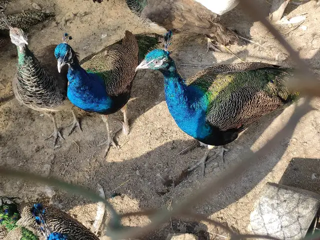 Товус, Канибадам