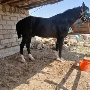 Асп, Шаҳритӯз