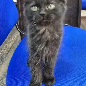 Кошечка 2 месяцев, Хуҷанд