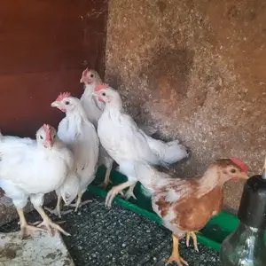 Хуруси чуча, Худжанд