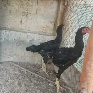 Дакан, Фархор