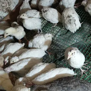 Бедонахои гушти, Турсунзаде