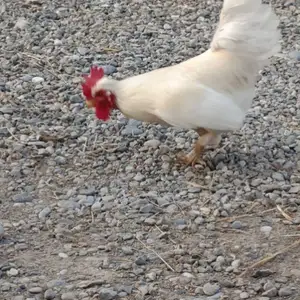 Хурузи японча, Гиссар