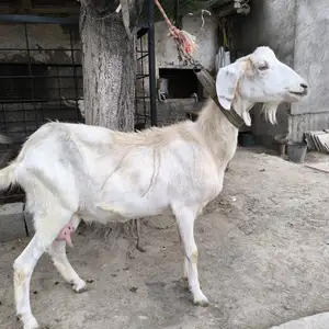 Буз, Канибадам
