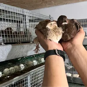 Тухми бедона селадон, Душанбе