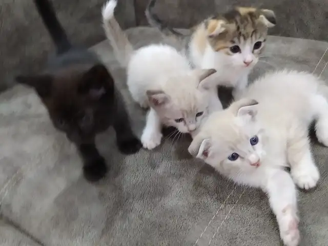 Котята, Бустон (Чкаловск)