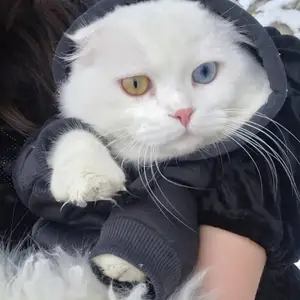 Кот на вязку Скоттиш Фолд, Худжанд