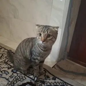 Кот, Душанбе