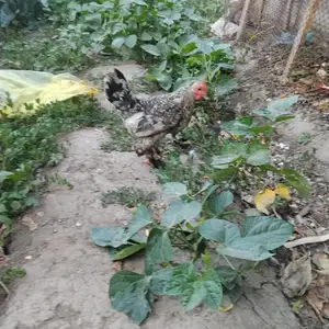 Мурги японча, Душанбе
