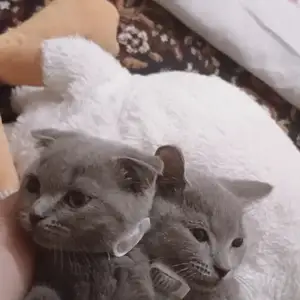 Шотландская кошка, Душанбе