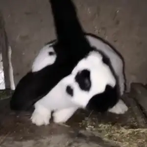 Кролик строкач, Душанбе