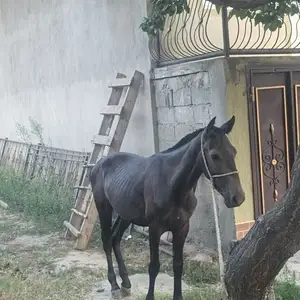 Асп, Душанбе