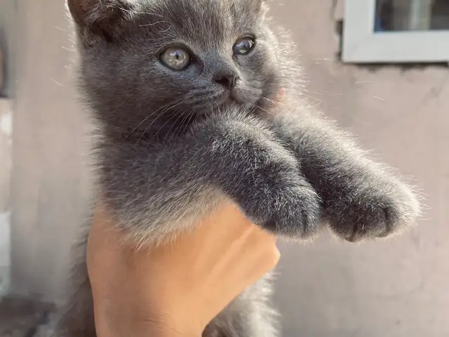 Британский котенок, Душанбе