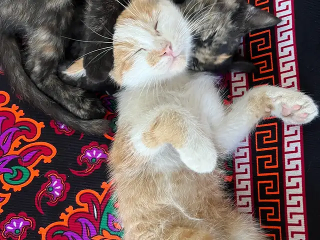 Отдам котят в добрые руки, Конибодом