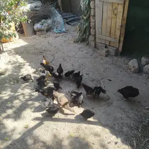 Мургхо, Душанбе