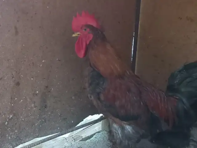 Хуруз, Худжанд