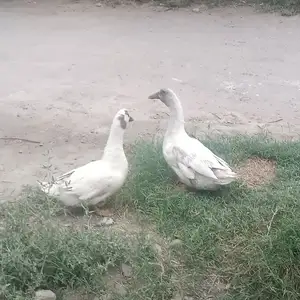 Урдак пара, Канибадам