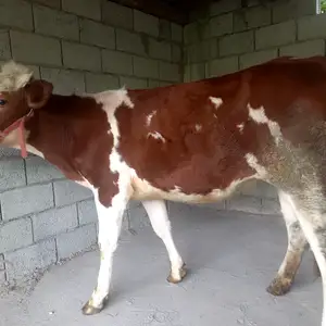 Гуночини сементал, Душанбе