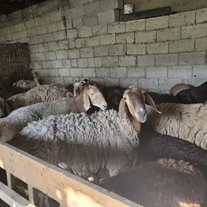 Гусфандхо, Рудаки