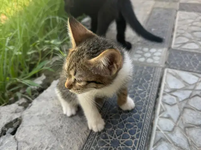Котята, Душанбе