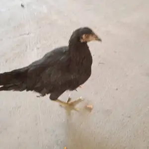 Чуча, Душанбе