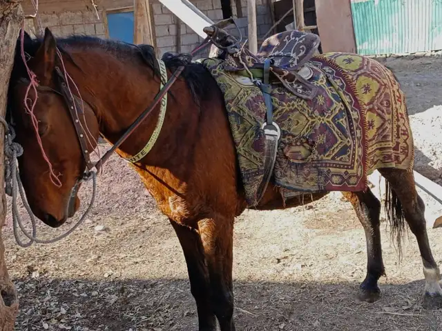 Лошадь, Рашт