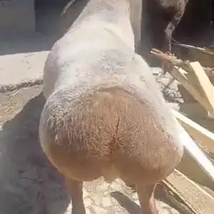 Гусфанд, Исфара